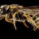 Illustration for article titled These Exquisite Bee Photographs Reveal Every Delicate Hair, Antenna, and Wing